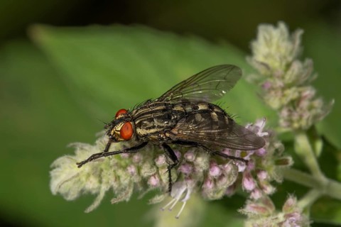 Grey flesh fly
