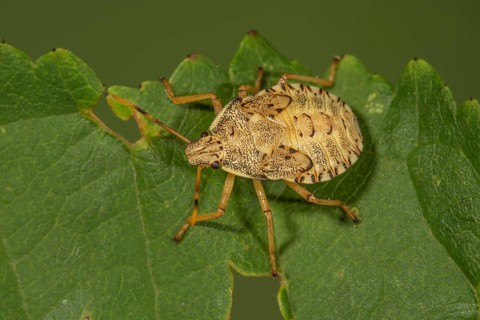 Tree bug
