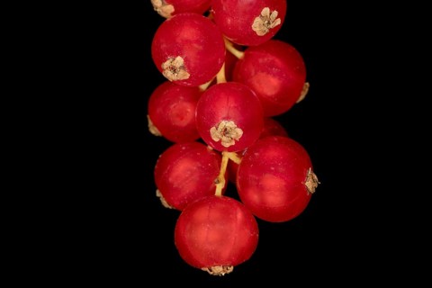 Redcurrants