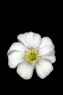 Mountain sandwort