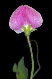 Pink flower of a perennial peavine