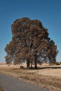 Chestnut trees suffer from drought near Hassfurt in Lower Franconia