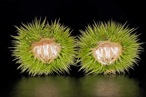 A halved unripe sweet chestnut