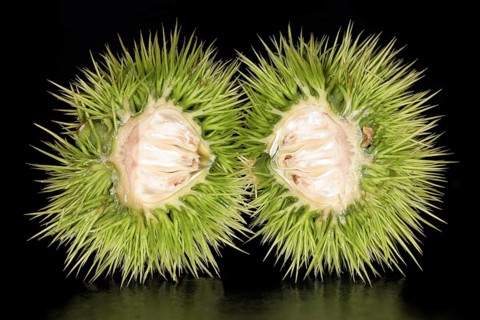 An unripe halved sweet chestnut