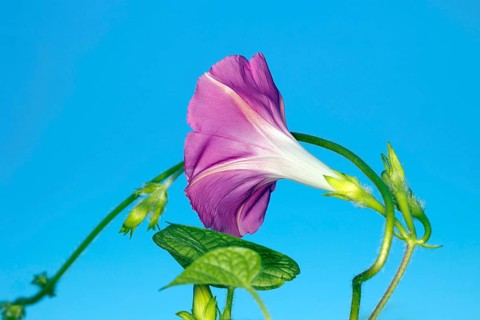 A flower of the showy bindweed