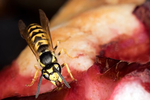 Wasps