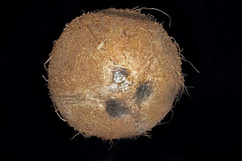 Whole unopened coconut palm