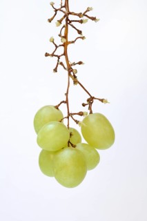 White grape vine
