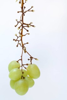 White grape vine