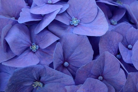 Blue bigleaf hydrangea