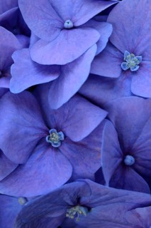 Blue bigleaf hydrangea