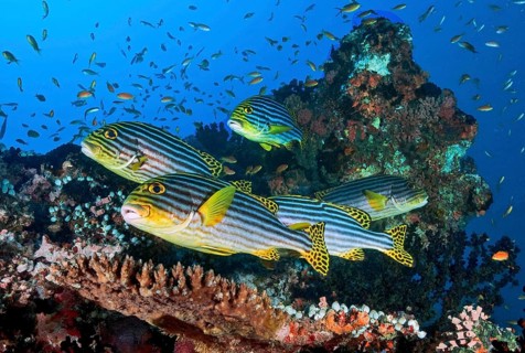 Group of Oriental sweetlips