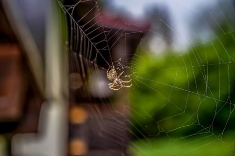 House angle spider