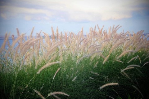 Feather grass by the sea in Bali