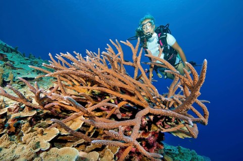 Diver looking at large intact small polyp stony coral