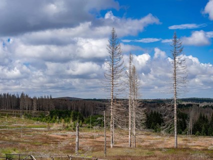 Dead spruces near Torfhaus in the Oberharz