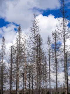 Dead spruces near Torfhaus in the Oberharz