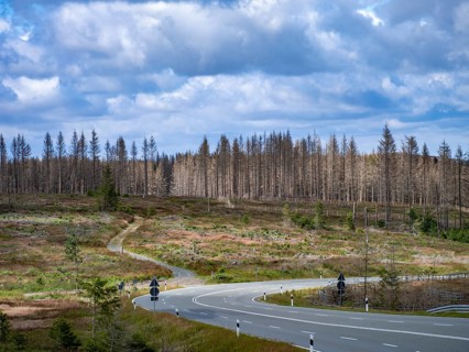 Dead spruces near Torfhaus in the Oberharz