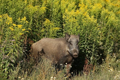 Wild boar