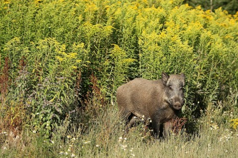 Wild boar