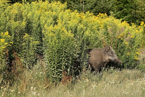 Wild boar
