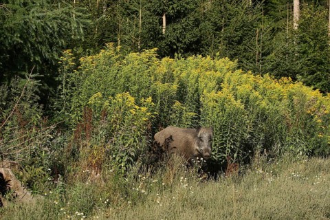 Wild boar