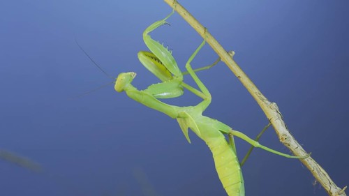 Close-up of green praying mantis sitting on bush branchon and washing his face blue sky background. Odessa