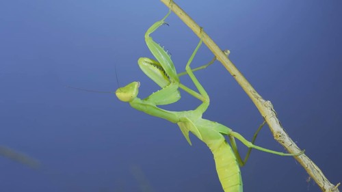 Close-up of green praying mantis sitting on bush branchon and washing his face blue sky background. Odessa