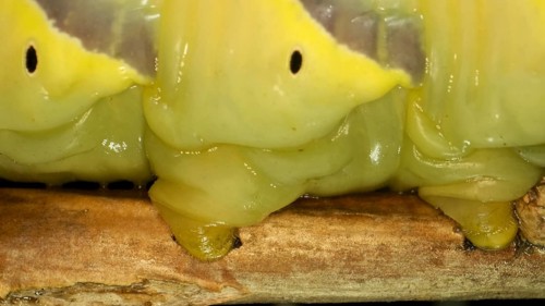 Larva
