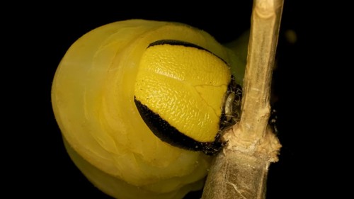 Larva