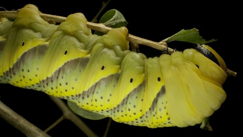 Larva
