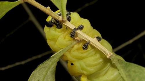 Larva