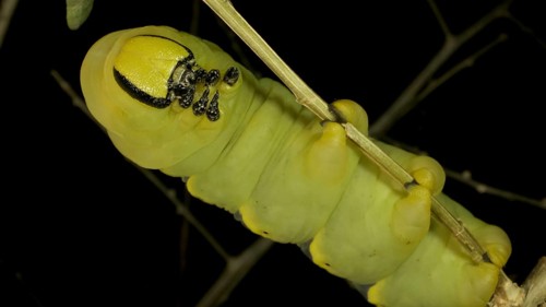 Larva