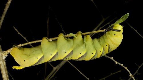 Larva