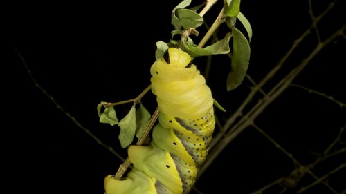 Larva