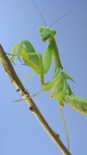 Close-up of green praying mantis sitting on bush branch and looks at on camera on blue sky background. Odessa