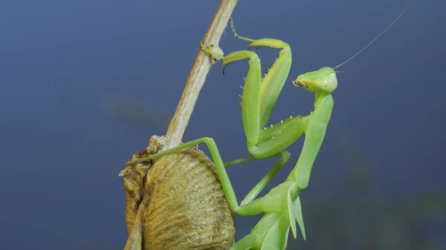 Close-up of green praying mantis sitting on bush branch next to Ootheca