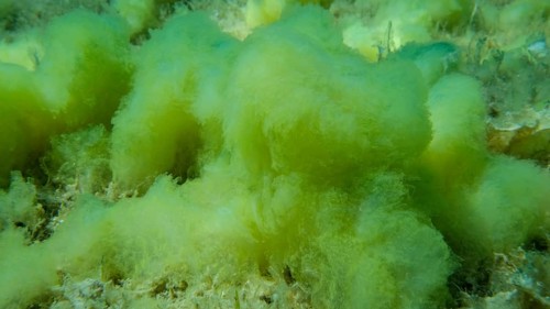 Close-up of seabed covered with Filamentous algae