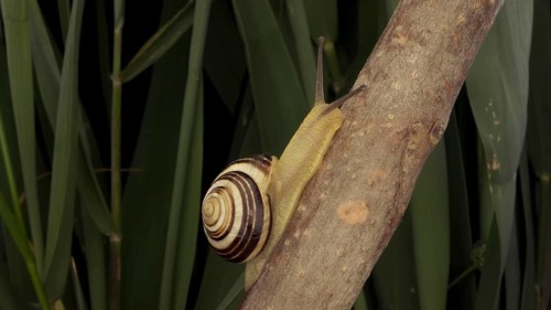 Close-up of Brown-lipped Snail crawling on a bud Allium wild onion on background of green leaves. Odessa