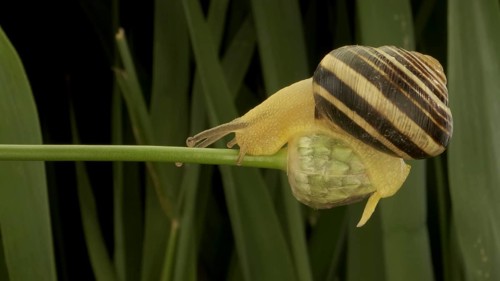 Close-up of Brown-lipped Snail crawling on a bud Allium wild onion on background of green leaves. Odessa
