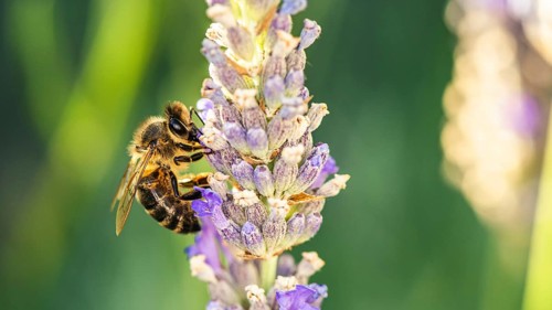 European Honey Bee
