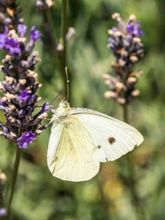 Large White
