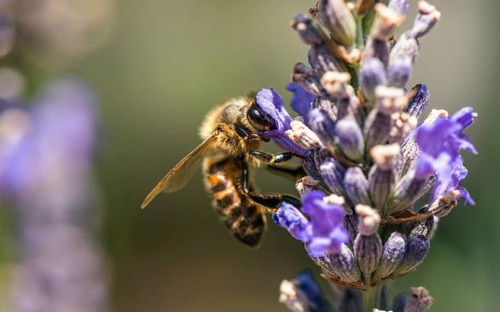 European Honey Bee