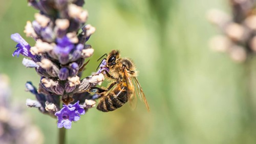 European Honey Bee