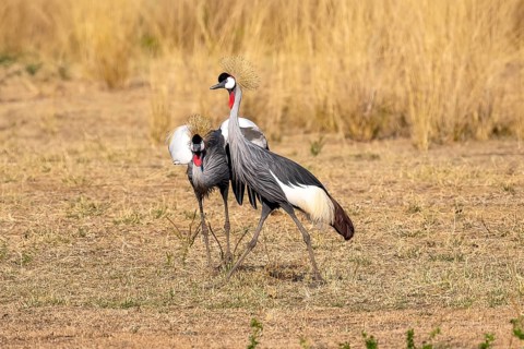 Black crowned crane
