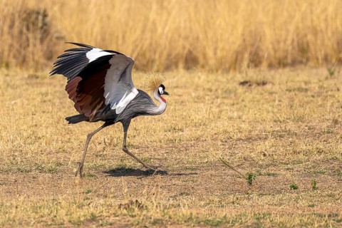 Black crowned crane