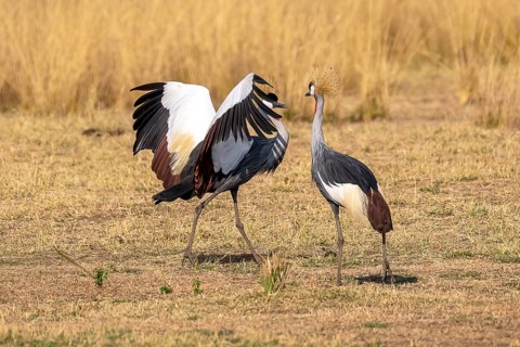 Black crowned crane