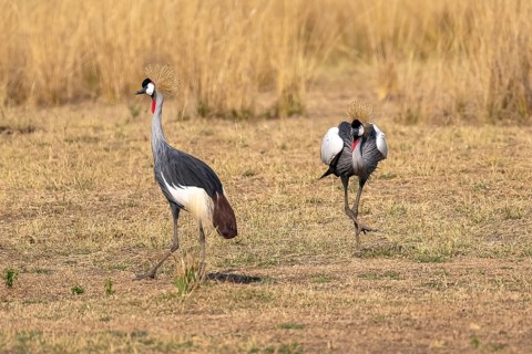 Black crowned crane