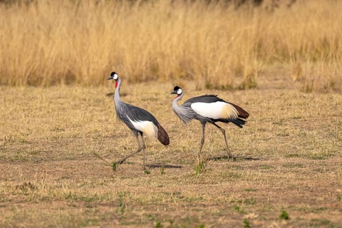 Black crowned crane