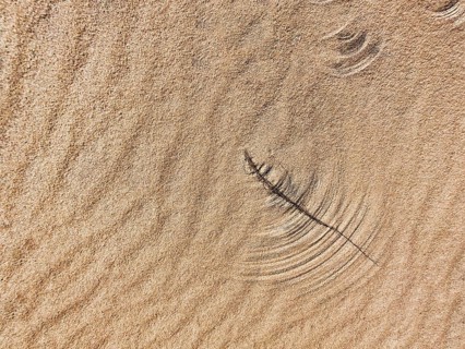 Dried grasses in the wind
